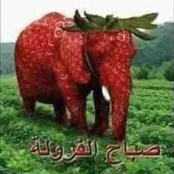 Meet your Posher, Abigail - Picture 1 of 1